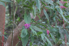 Palicourea angustifolia