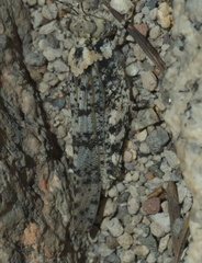 Trimerotropis albescens