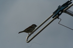 Passer domesticus