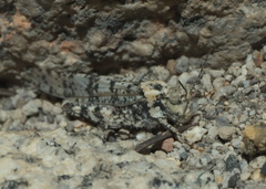 Trimerotropis albescens