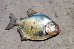 Serrasalmus maculatus