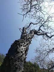 Amphipterygium glaucum