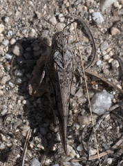 Cratypedes neglectus