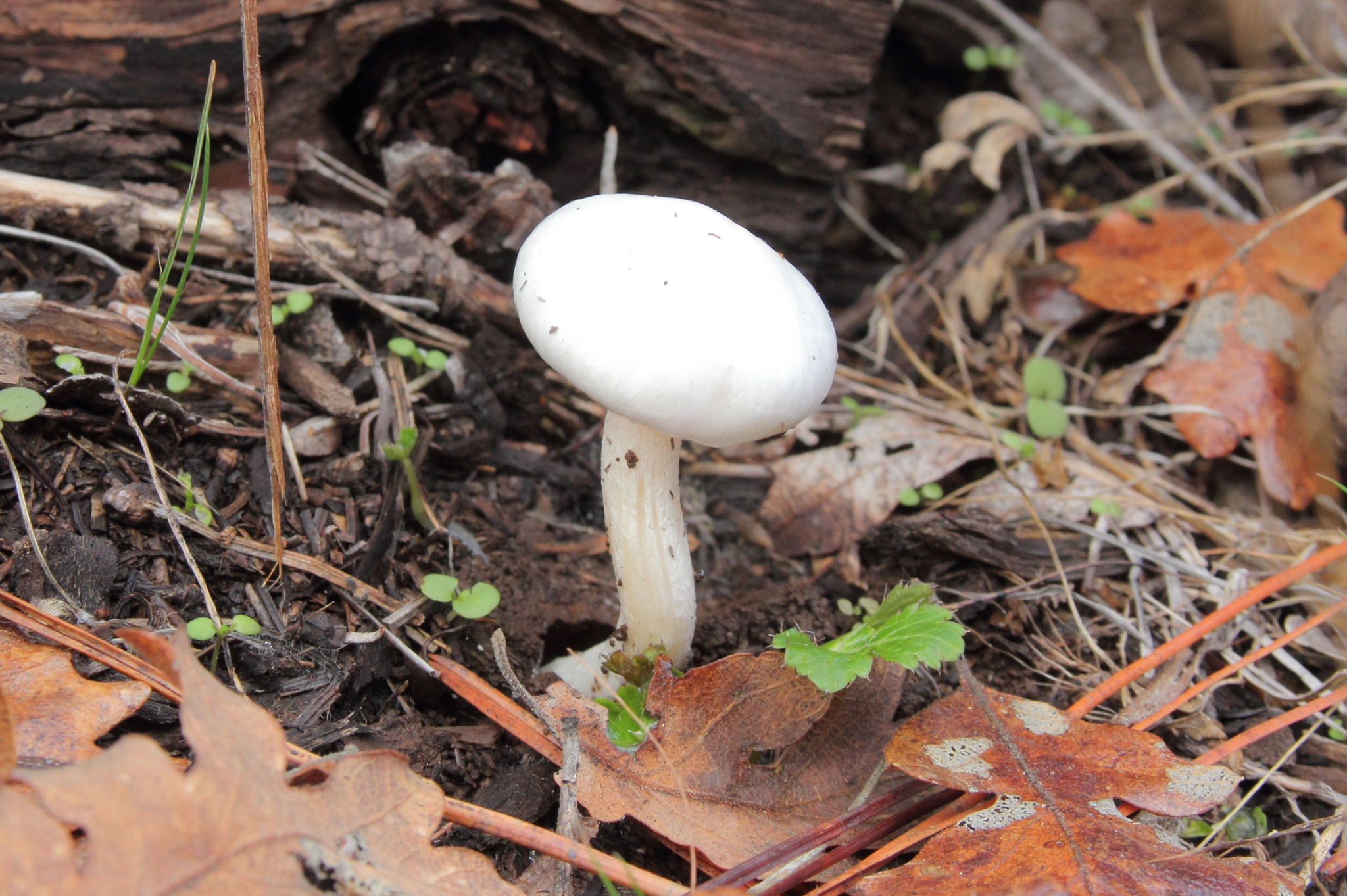 Hygrophorus eburneus image