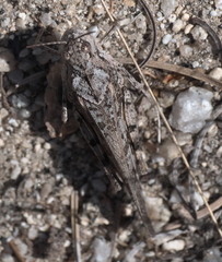 Cratypedes neglectus