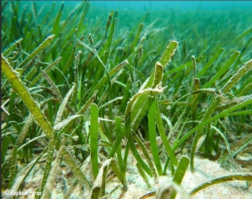 Cymodocea rotundata iNat (2)
