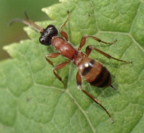 Thaumatogelis audax