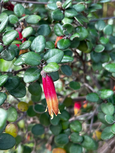Correa backhouseana, photograph 4