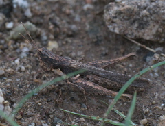 Acantherus piperatus