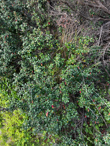 Correa backhouseana, photograph 5