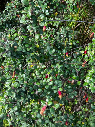 Correa backhouseana, photograph 6