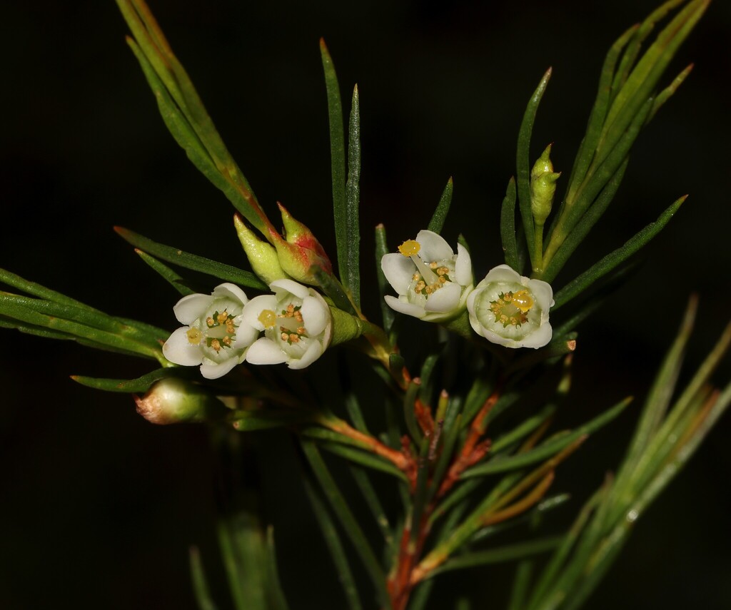 Chamelaucium xanthocladum