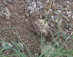 Acantherus piperatus