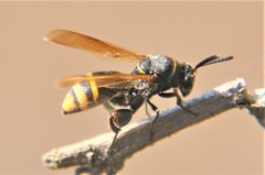 Leucospidae
