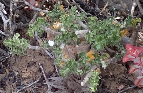 Cape Kambro (Fockea capensis)