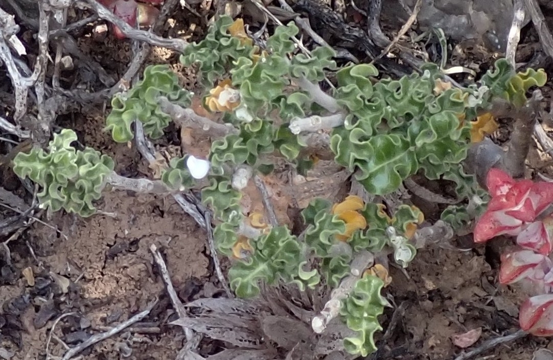 Cape Kambro (Fockea capensis)