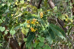 Senna nicaraguensis