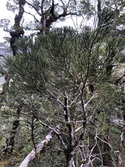 Halocarpus