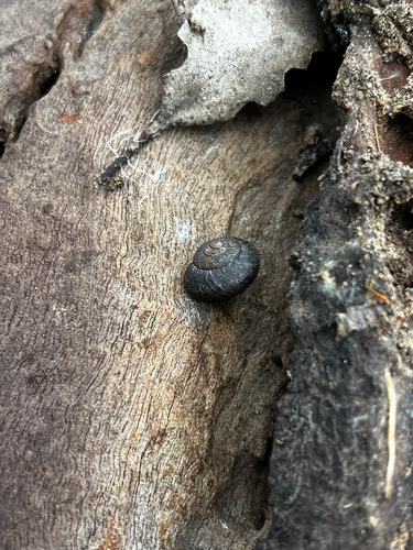 Cupedora sutilosa observed 2025-09-20