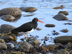 Haematopus leucopodus