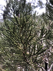 Halocarpus