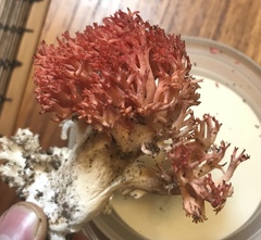 Ramaria stuntzii