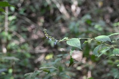 Salvia connivens