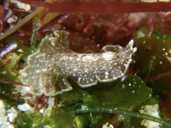 Pseudocerotidae