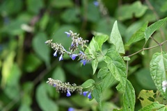 Salvia connivens