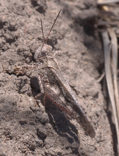 Mottled Sand Grasshopper photo 3