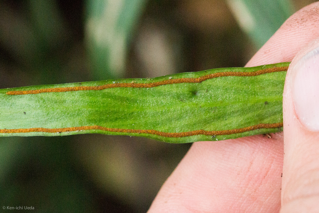 Ananthacorus angustifolius