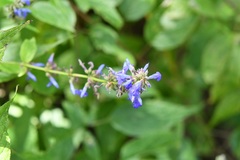 Salvia connivens