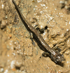 Plethodon dunni