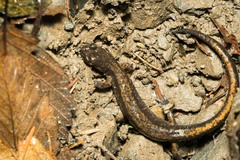Plethodon dunni