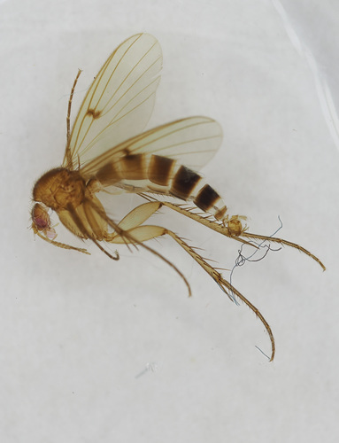 Mycetophila ichneumonea