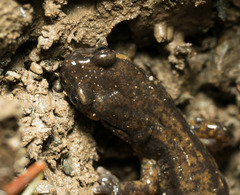 Plethodon dunni