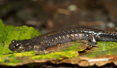 Plethodon dunni
