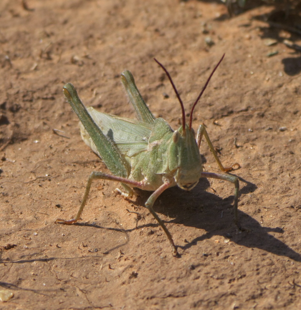 Green Fool Grasshopper