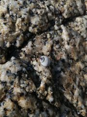 Echinolittorina modesta