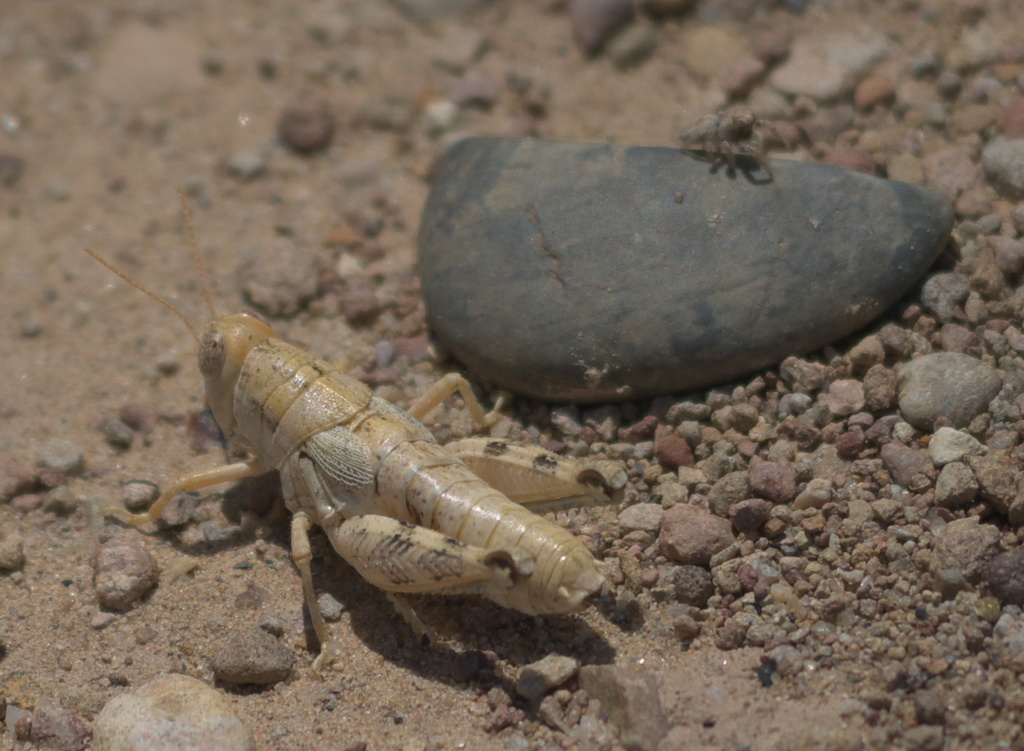 Colorado Plateaus Saltbush Grasshopper