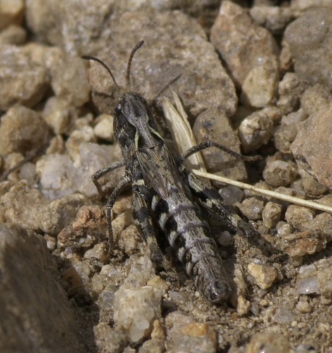 Club-horned Grasshopper photo 5