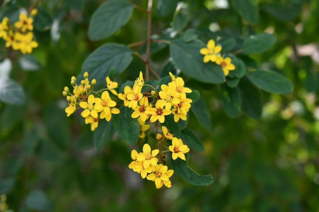 Galphimia speciosa
