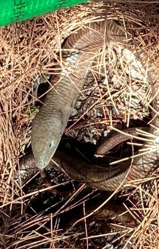 European Glass Lizard