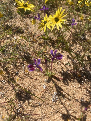 Lapeirousia jacquinii