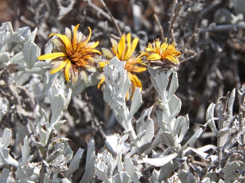 Rag Capethistle (Berkheya cuneata)