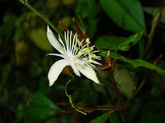 Passiflora capsularis