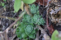 Sedum ebracteatum