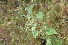 Bastardiastrum gracile