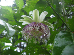 Passiflora nitida
