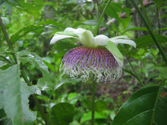 Passiflora nitida